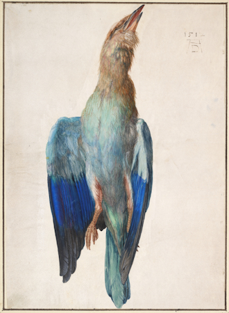 Watercolour of a dead bird