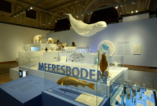 Animals from the Arctic ocean in a gallery display