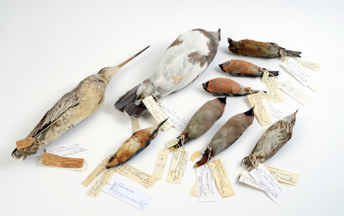 Bird skins prepared for science