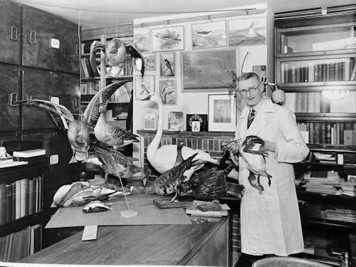 Scientist and stuffed birds