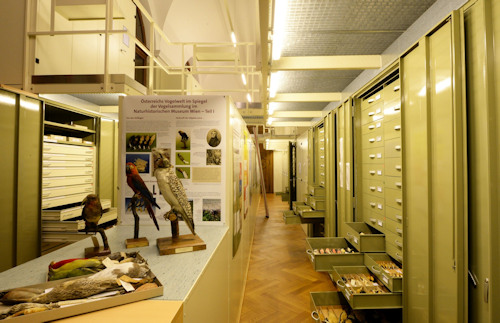 Inside the Naturhistorisches Museum's Bird Collection rooms