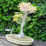 A bonsai tree