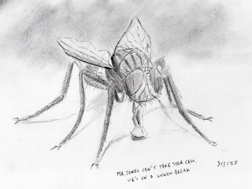 Sketch of a fly