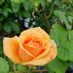 An orange rose