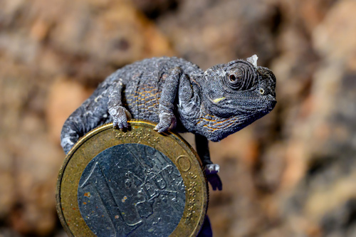 A baby Namaqua chameleon with a one Euro coin