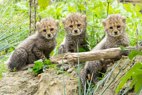 Three baby cheetahs
