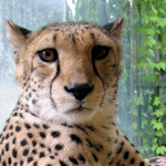 A cheetah