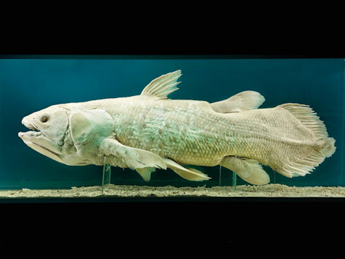Coelacanth press photo © NHM Wien
