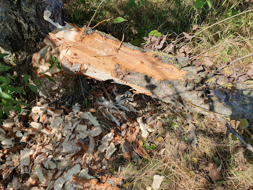 Tree damaged by beavers
