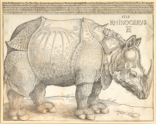 Rhino print by Albrecht Dürer
