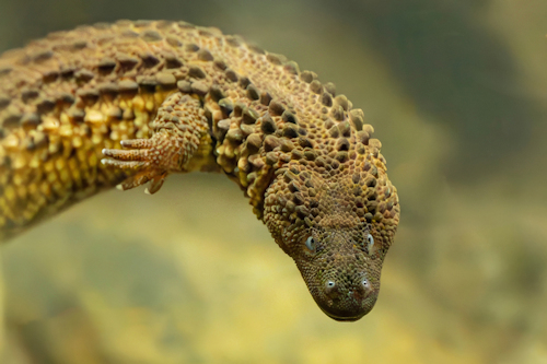 An earless monitor lizard