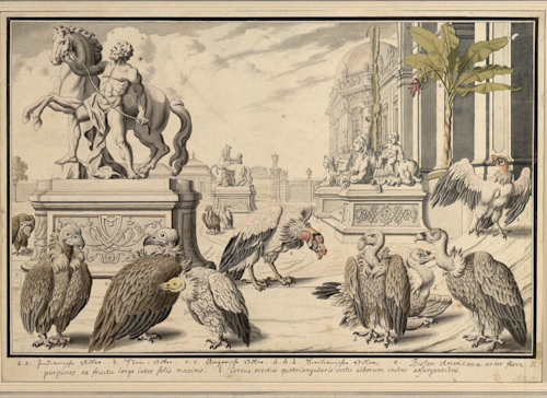 Engraving of vultures