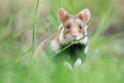 A European hamster in grass
