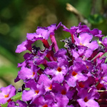 Purple flowers