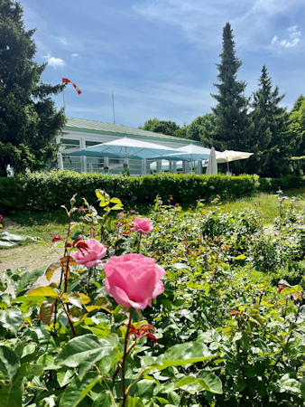 Café behind a rose garden