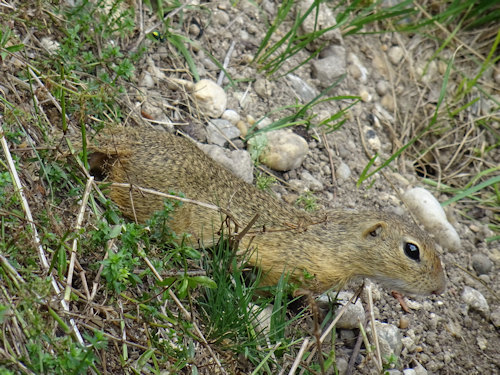 European ground squirrel