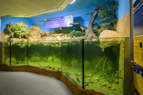 Sturgeon aquarium