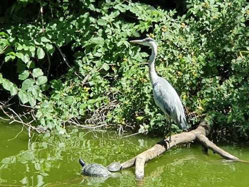 Heron and turtle