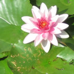 Pond lily