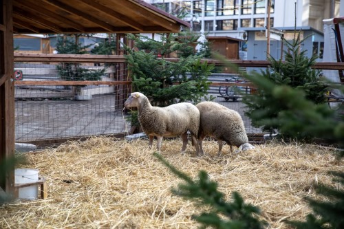 Sheep in straw