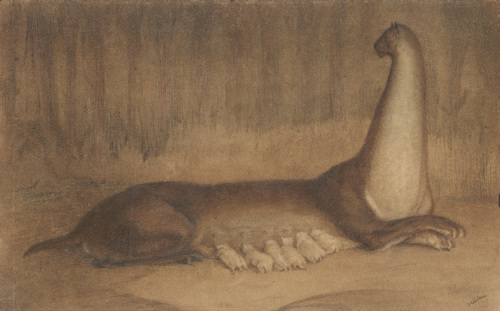 Cat-like animal in a drawing