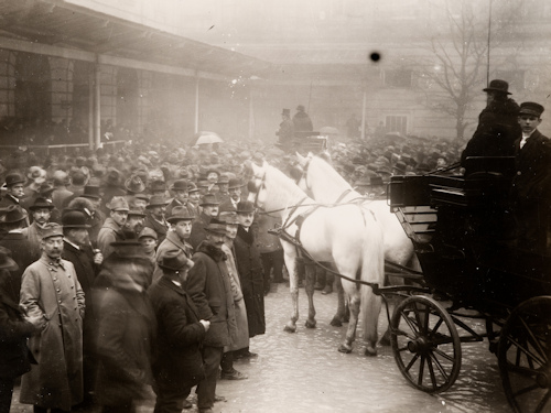 A crowd around two white horses