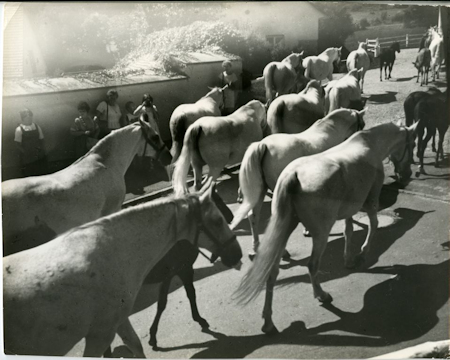 Black and white photo of Lipizzaner horses