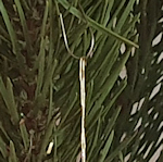 Close up of a Christmas tree branch