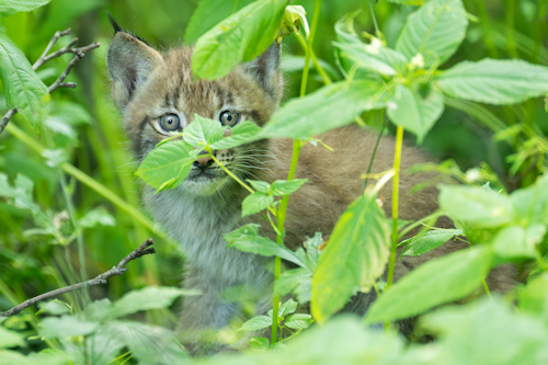 A lynx kitten in undergrowth