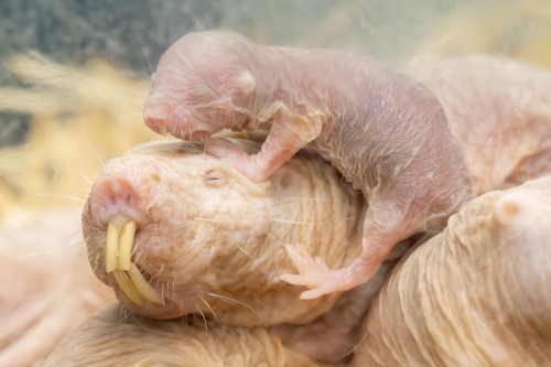 Adult and baby naked mole rat