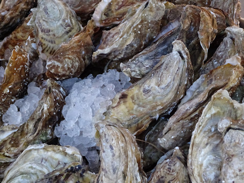Oysters on ice