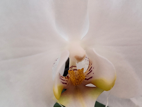 White orchid flower