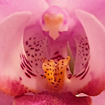 An orchid