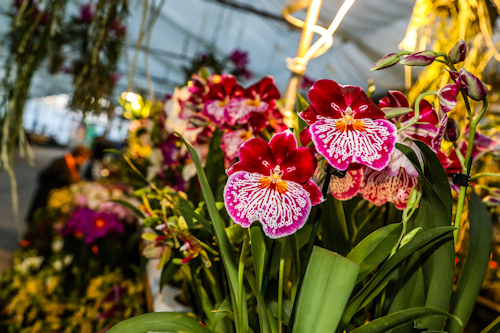 Colourful orchid plants