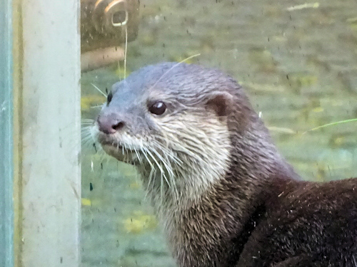 An otter