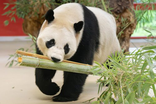 Female giant panda eating bamboo