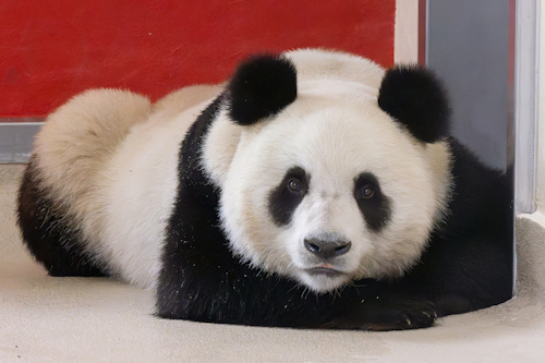 A male panda