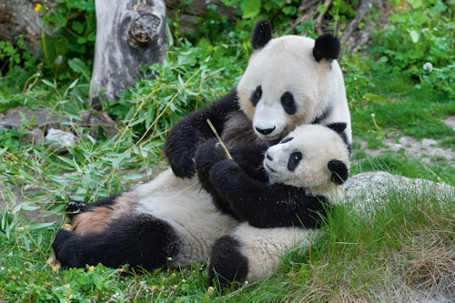 Panda mother and cub