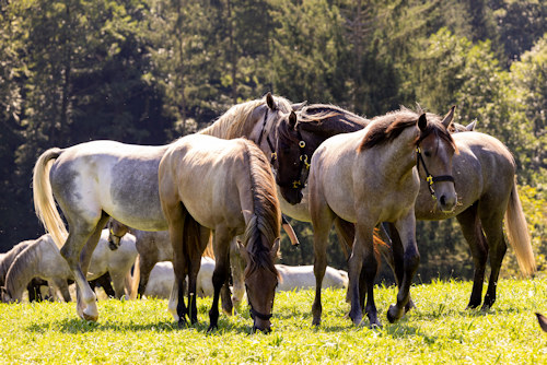 Young Lipizzaner stallions