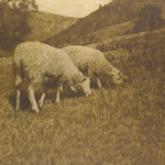 Excerpt from a sheep photo by Hans Watzek