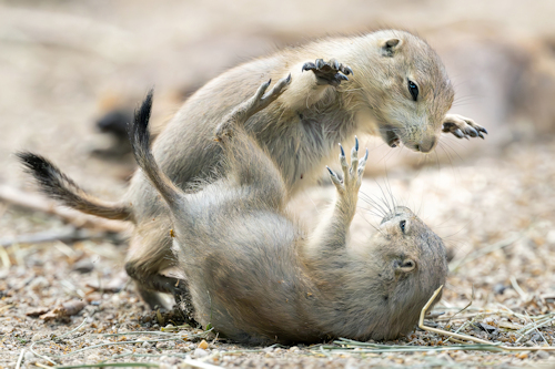 Two juvenile prairie dogs playing