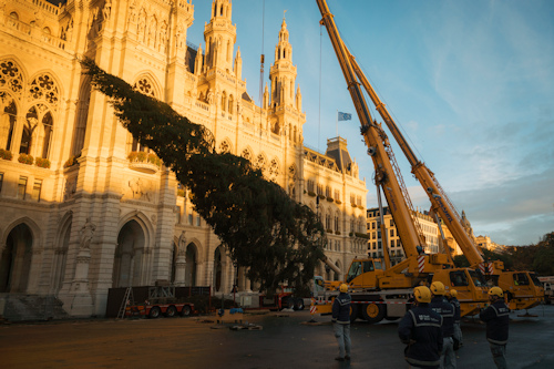 A large spruce being erected by a crane