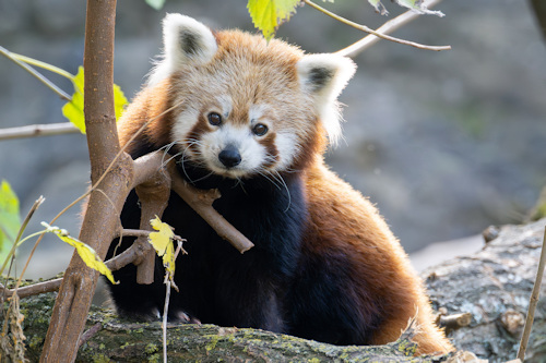 A red panda