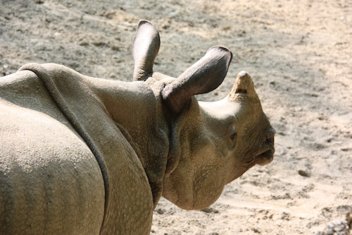 A rhino