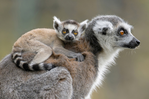 Ring-tailed lemur and offspring