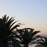 palm trees against the sky