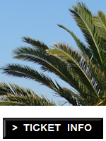 Top of a palm tree