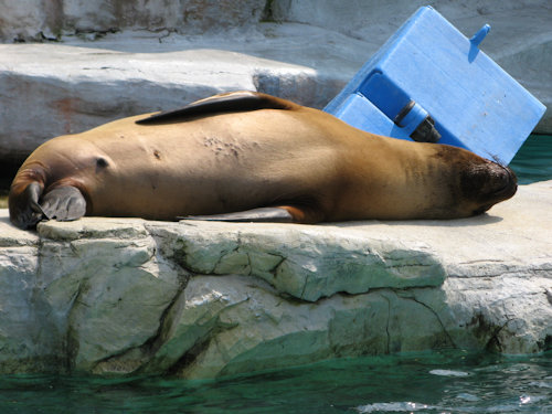 A resting seal