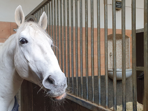 A Lipizzaner in his stable