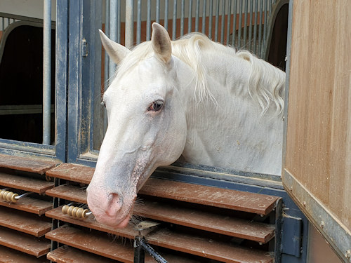 Head of a Lipizzaner horse